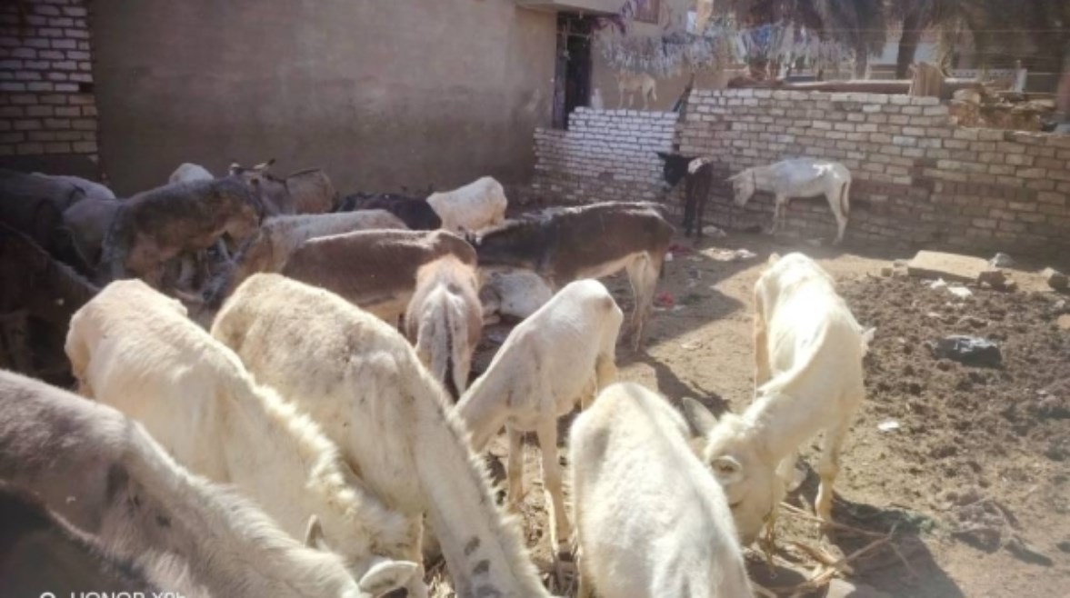 ضبط 60 حمارًا حيًا و180 جلدًا مملحًا داخل حظيرة بالمنيا 