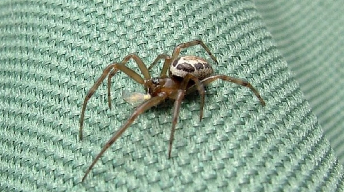 عنكبوت الأرملة الكاذبة