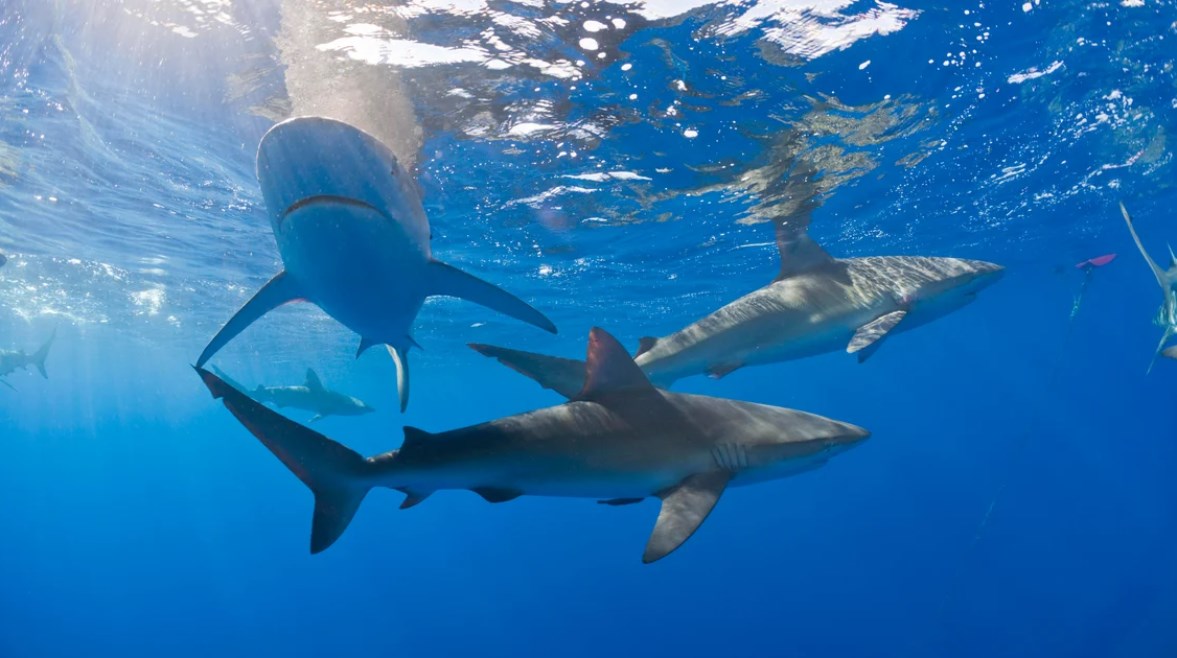 أسماك القرش