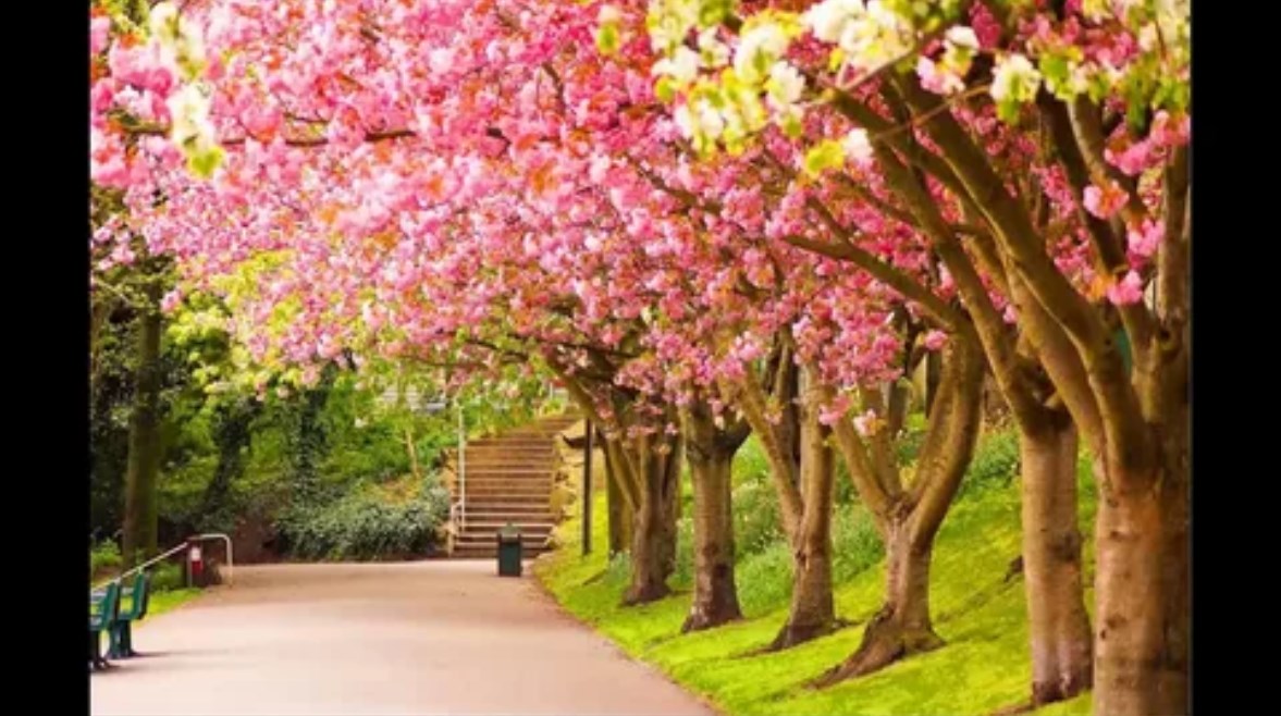 متى يبدأ فصل الربيع 2026 في مصر