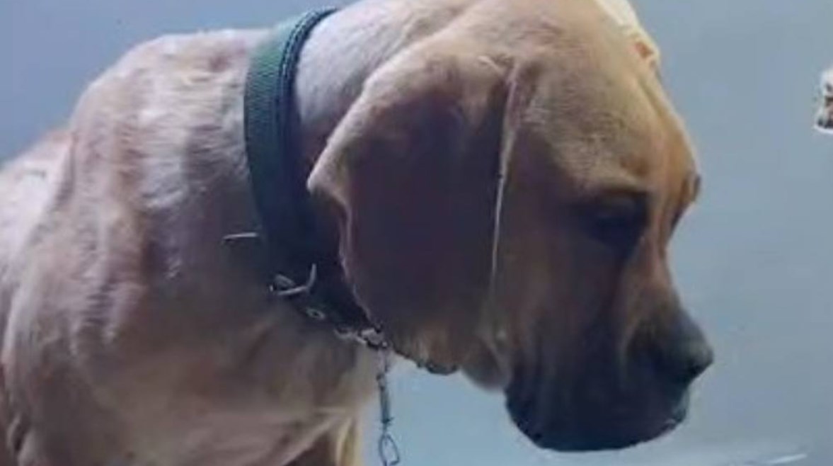 الكلب المعتدي عليه