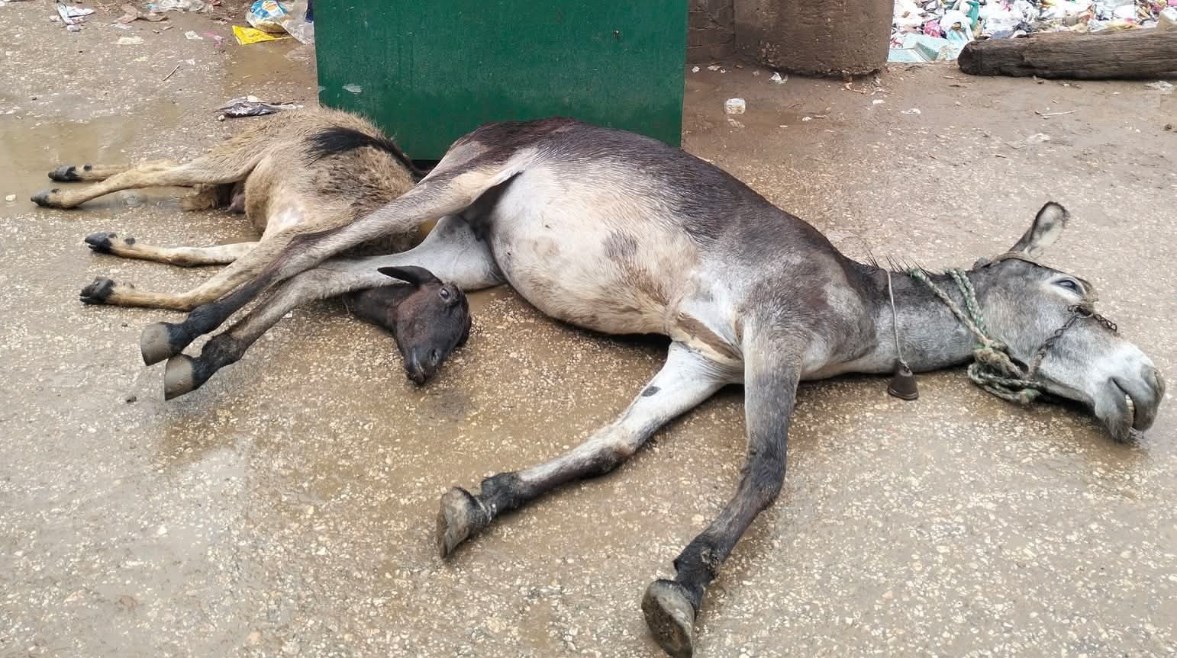 صورة ارشيفية 