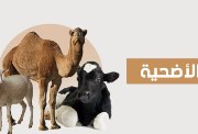 شروط الأضحية في الغنم