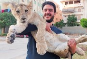  هل يمكن تربية أسد في المنزل