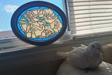 أقدم حمامة حية