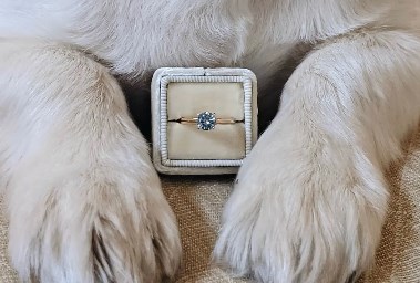 كيف تحول فرو قطتك إلى قطع ألماس؟