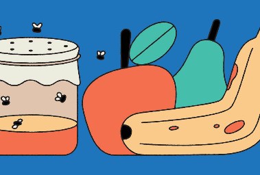 ذباب الفاكهة