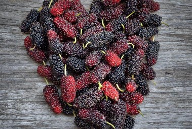 التوت البلدي