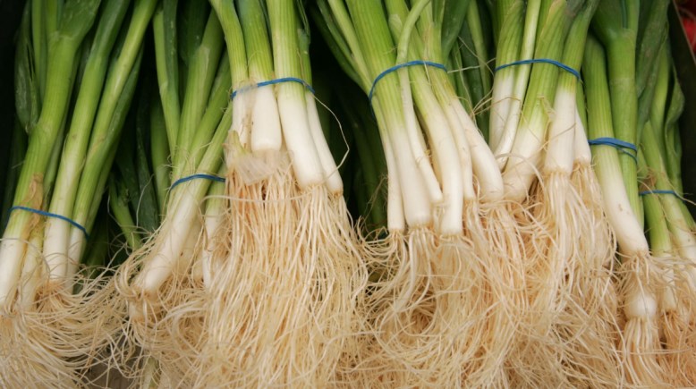 أسعار البصل الأخضر