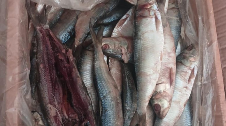 ضبط لحوم فاسدة