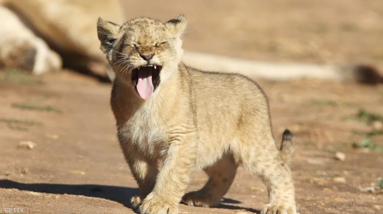 شبل - أرشيفية 