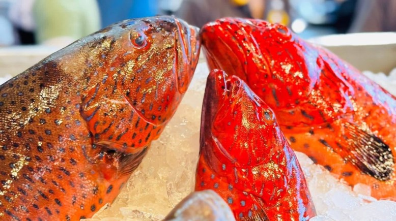 الناجل الحر ضأن البحر 