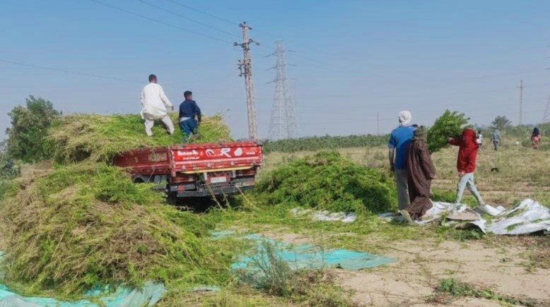 "الشيخ حسن" قرية مصرية تغزو الأسواق العالمية بتصدير"الطاجك"