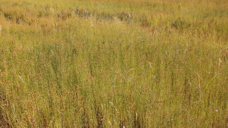 زراعة الكتان في محافظة المنيا 