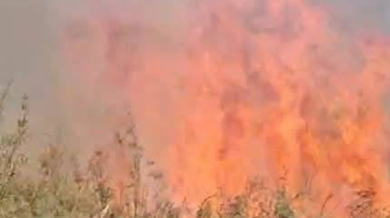 السيطرة على حريق "نخيل العوينة" بالداخلة