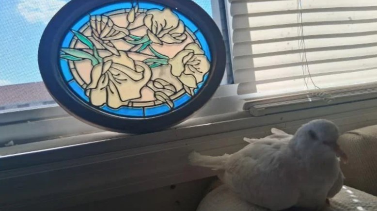 أقدم حمامة حية