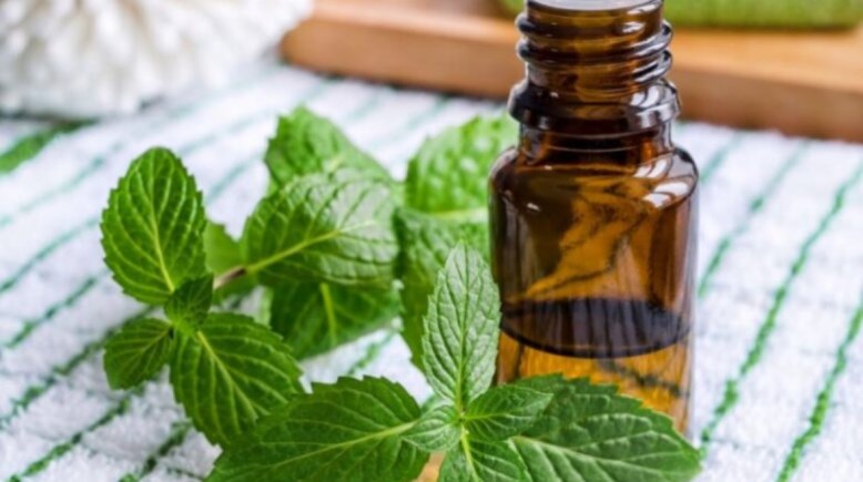 زيت النعناع لعلاج الصداع