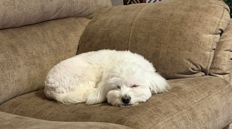 الكلب هارفي