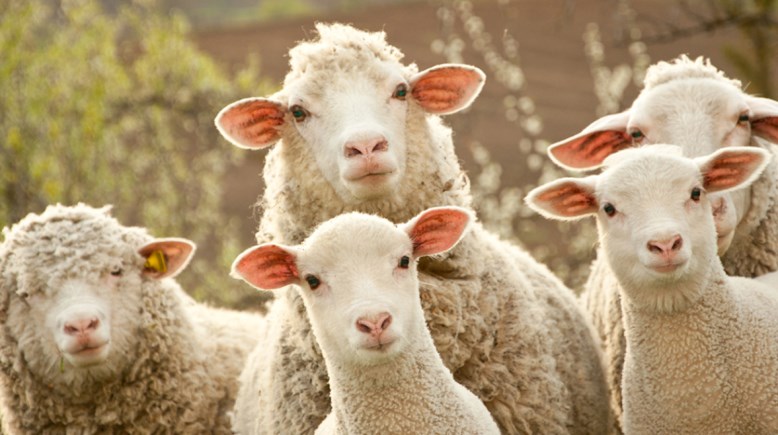 أضحية العيد 2026