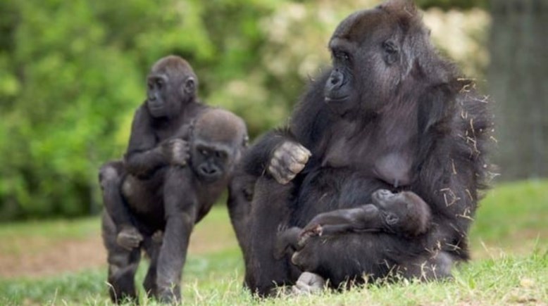 سعر الغوريلا الصغيرة