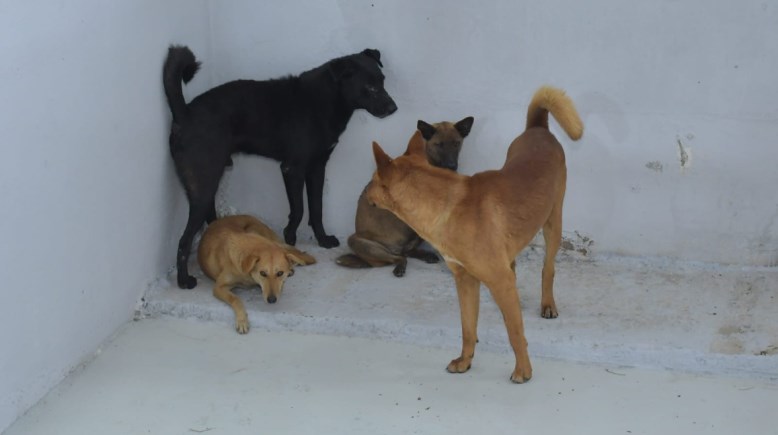 بدء جمع كلاب الشوارع وإيداعها بالشيلتر لحماية المواطنين ببورسعيد