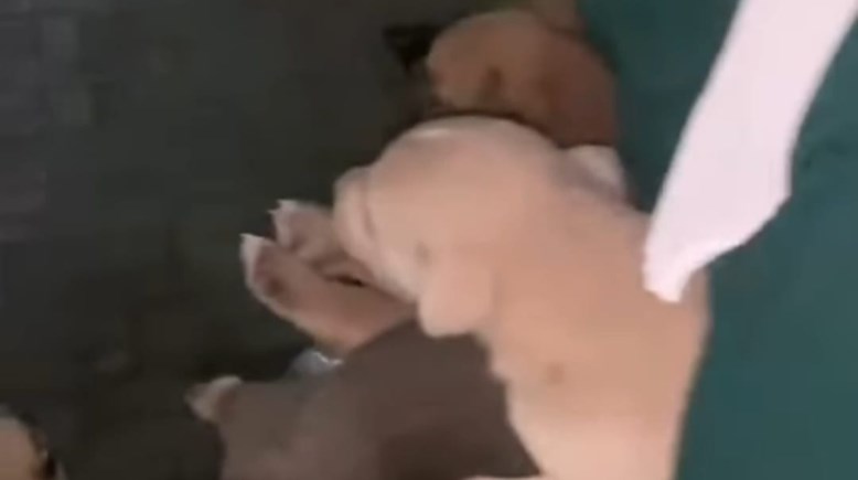 اقتحام شيلتر وإعادة الكلاب للشوارع يشعل الجدل ببورسعيد.. ومحاضر رسمية ضد المتورطات