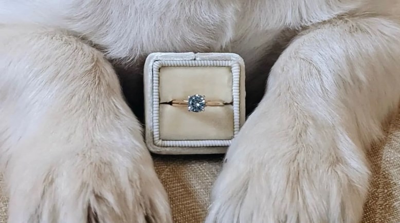 كيف تحول فرو قطتك إلى قطع ألماس؟