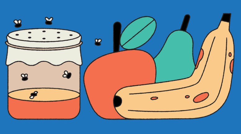 ذباب الفاكهة