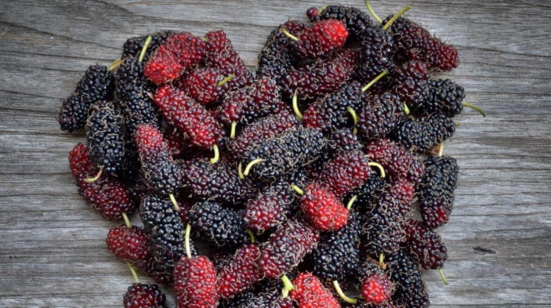 التوت البلدي