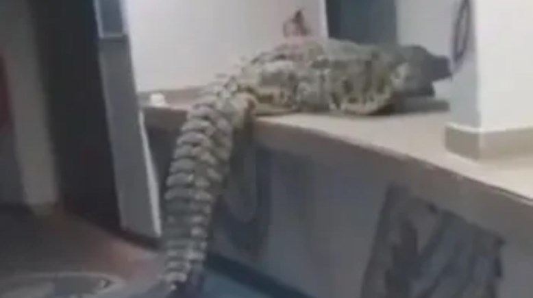 التمساح على طاولة الاستقبال