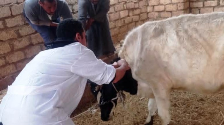 تحصين 45 ألف رأس من الأبقار والأغنام والماعز ضمن الحملة القومية للتحصين ضد الجلد العقدى وجدرى الأغنام باسوان 