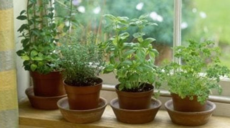 زراعة النباتات داخل المنزل 
