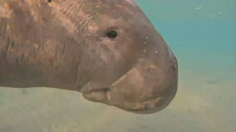  حيوان دوجونج صغير 