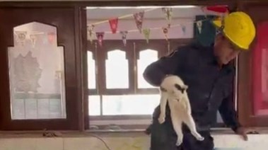 مأمورية أمنية لإنقاذ قطة محتجزة داخل معهد تعليمي