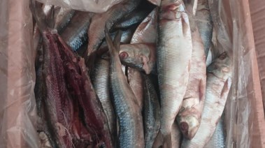 ضبط لحوم فاسدة