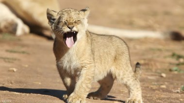 شبل - أرشيفية 