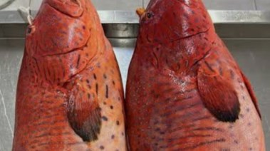 الناجل الحر أجود أنواع أسماك البحر الأحمر