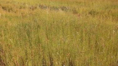 زراعة الكتان في محافظة المنيا 