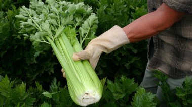 حزمة من الكرفس