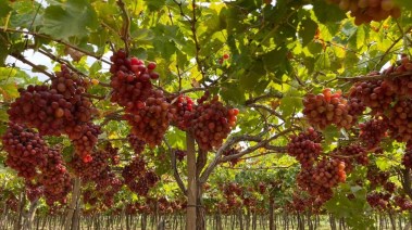 أشجار العنب- أرشيفية