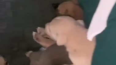 اقتحام شيلتر وإعادة الكلاب للشوارع يشعل الجدل ببورسعيد.. ومحاضر رسمية ضد المتورطات