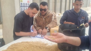 موسم توريد القمح بالقليوبية 2026