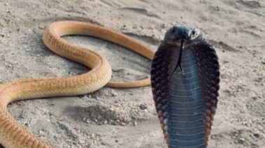 كوبرا في الغربية