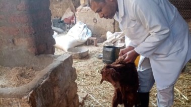 تحصين الحيوانات في قنا