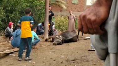 الجاموسة النافقة