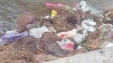 صورة الفئران 