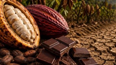 تأثير الطقس على انخفاض إنتاج الشوكولاتة