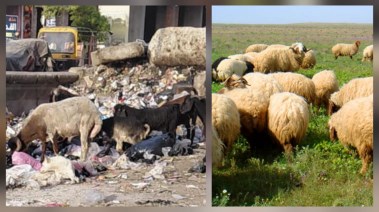 عدسة تليجراف مصر ترصد مشهد الأغنام في الشارع 