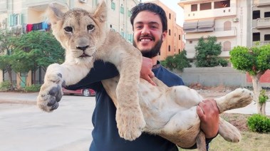  هل يمكن تربية أسد في المنزل