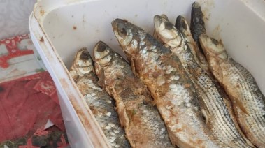 فسيخ ورنجة فاسدة 